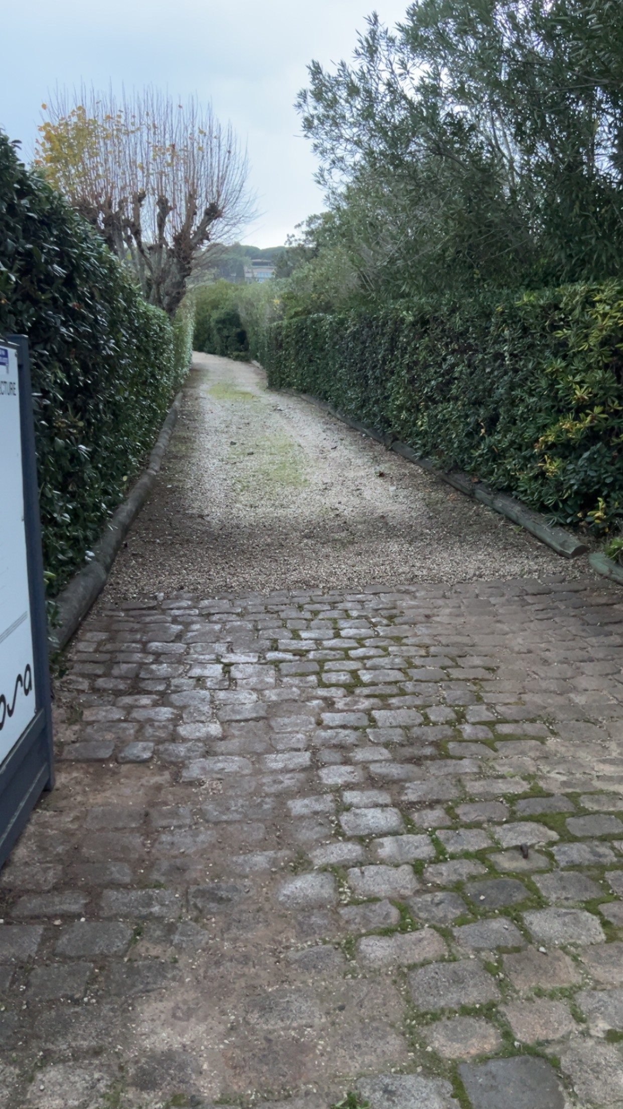 Taille de haies et de cyprès — photo 3