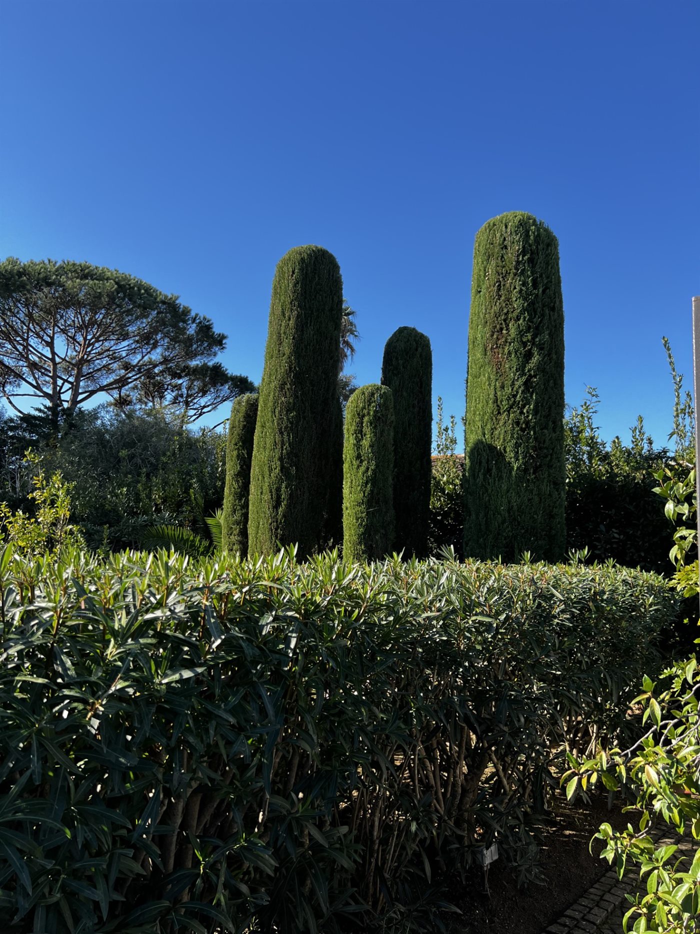 Taille de haies et de cyprès — Villa St Tropez