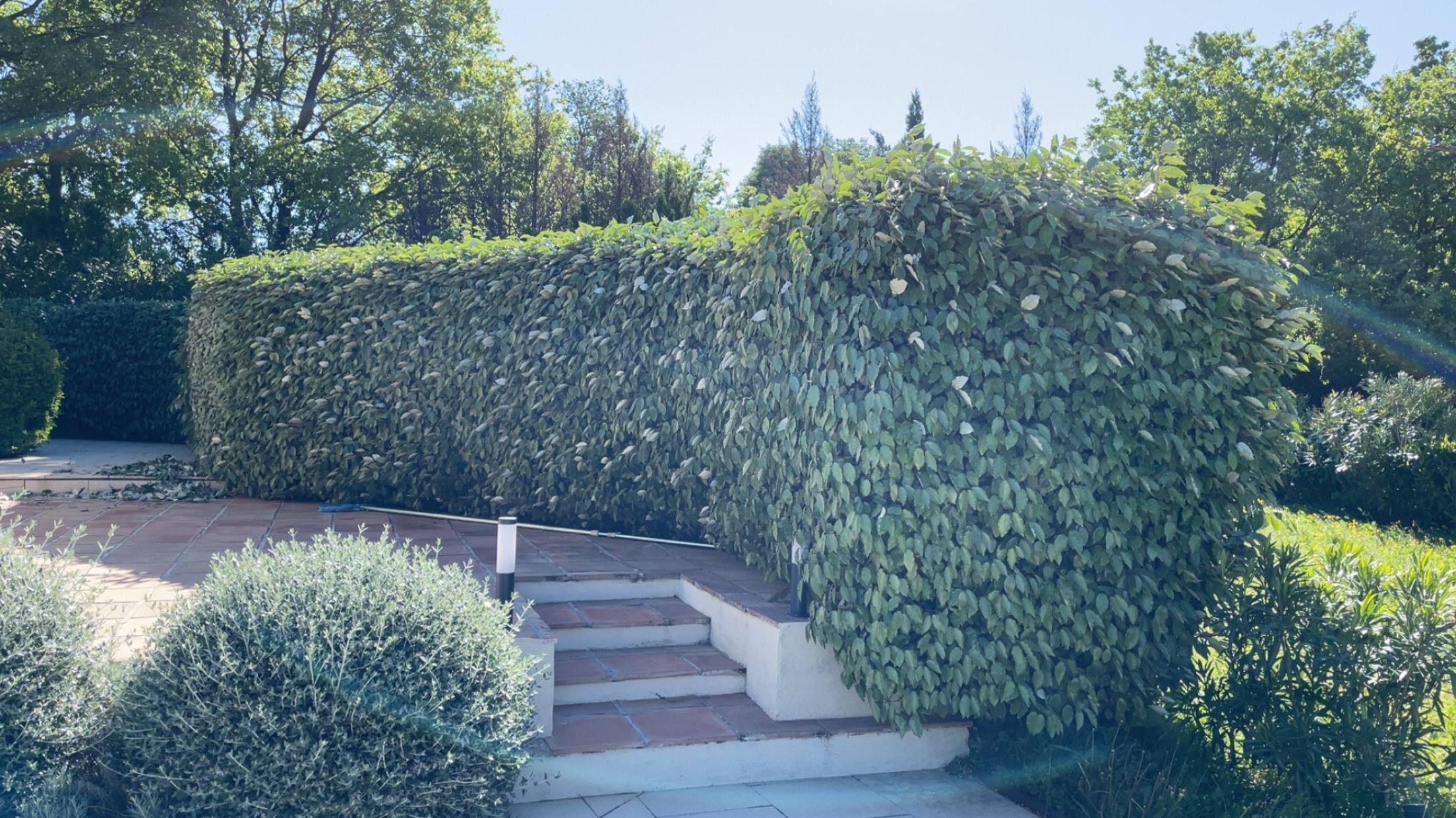 Taille de haie d'eleagnus — Avant
