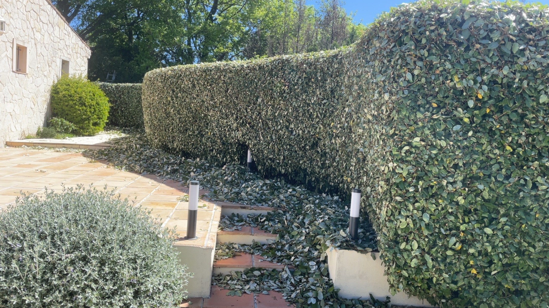 Taille de haie d'eleagnus — Copropriété La Garde-Freinet