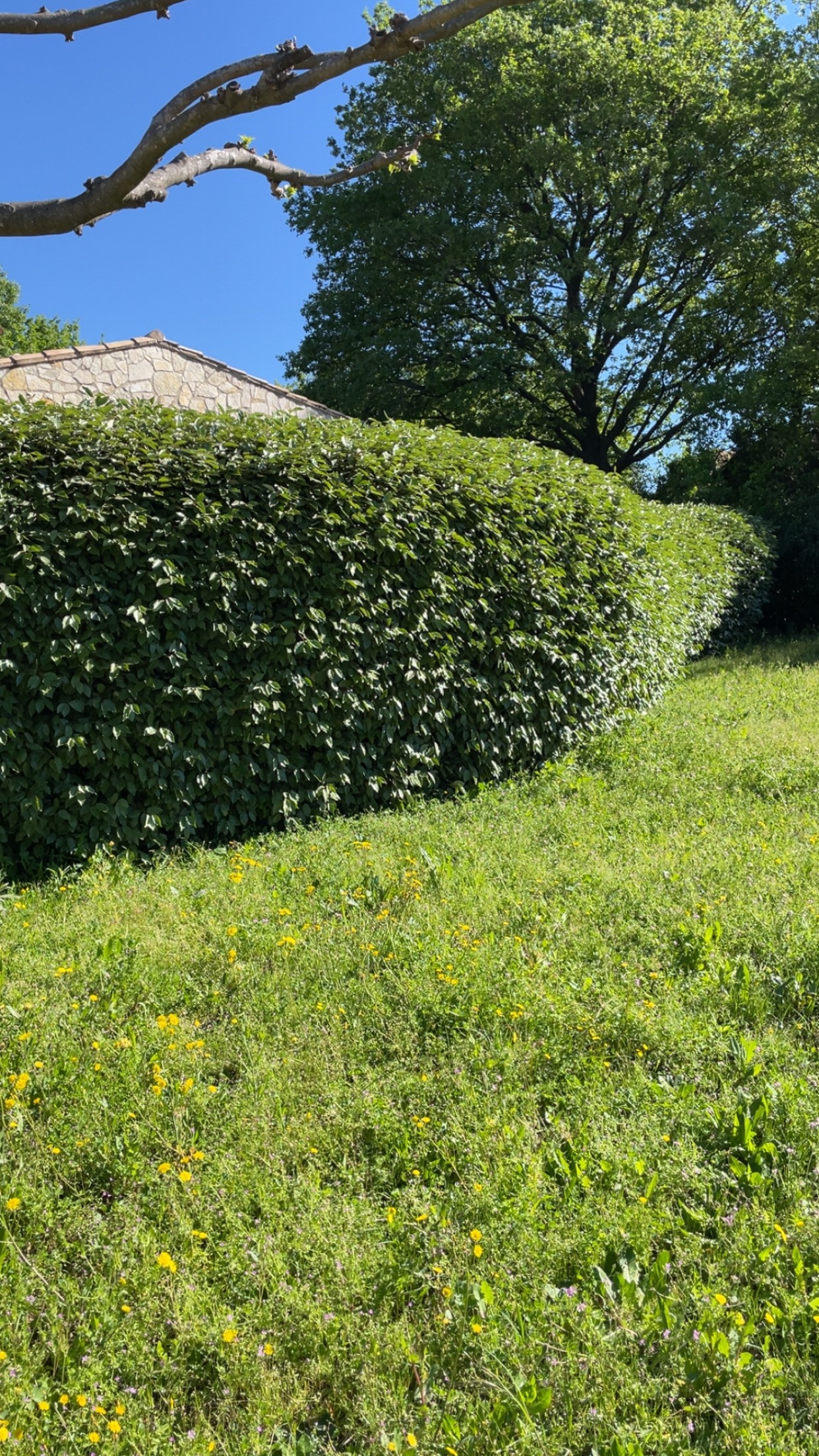 Taille de haie d'eleagnus — Avant