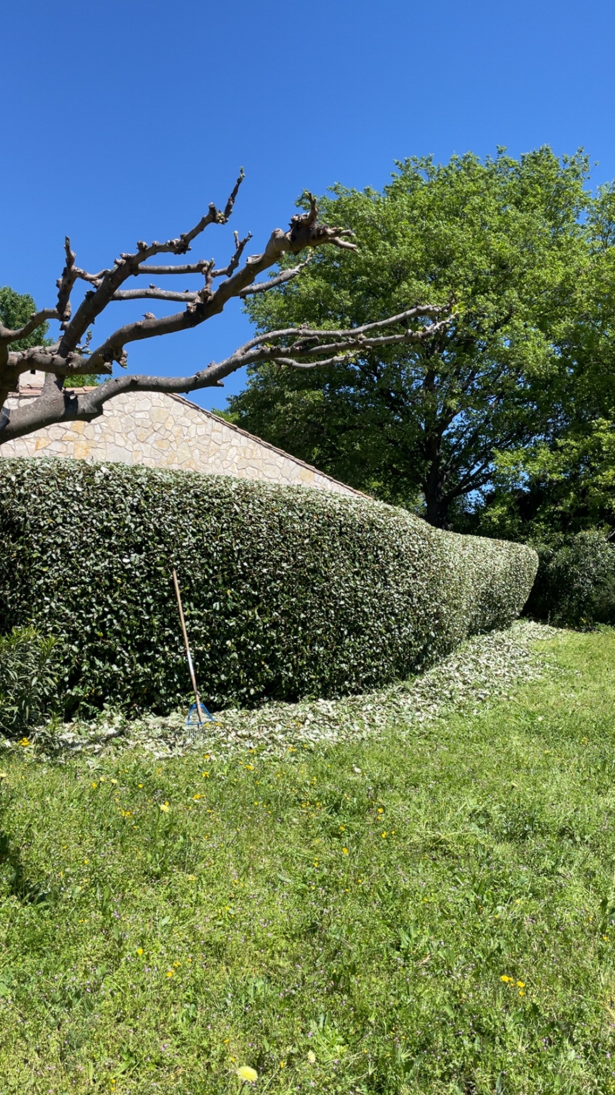 Taille de haie d'eleagnus — photo 2