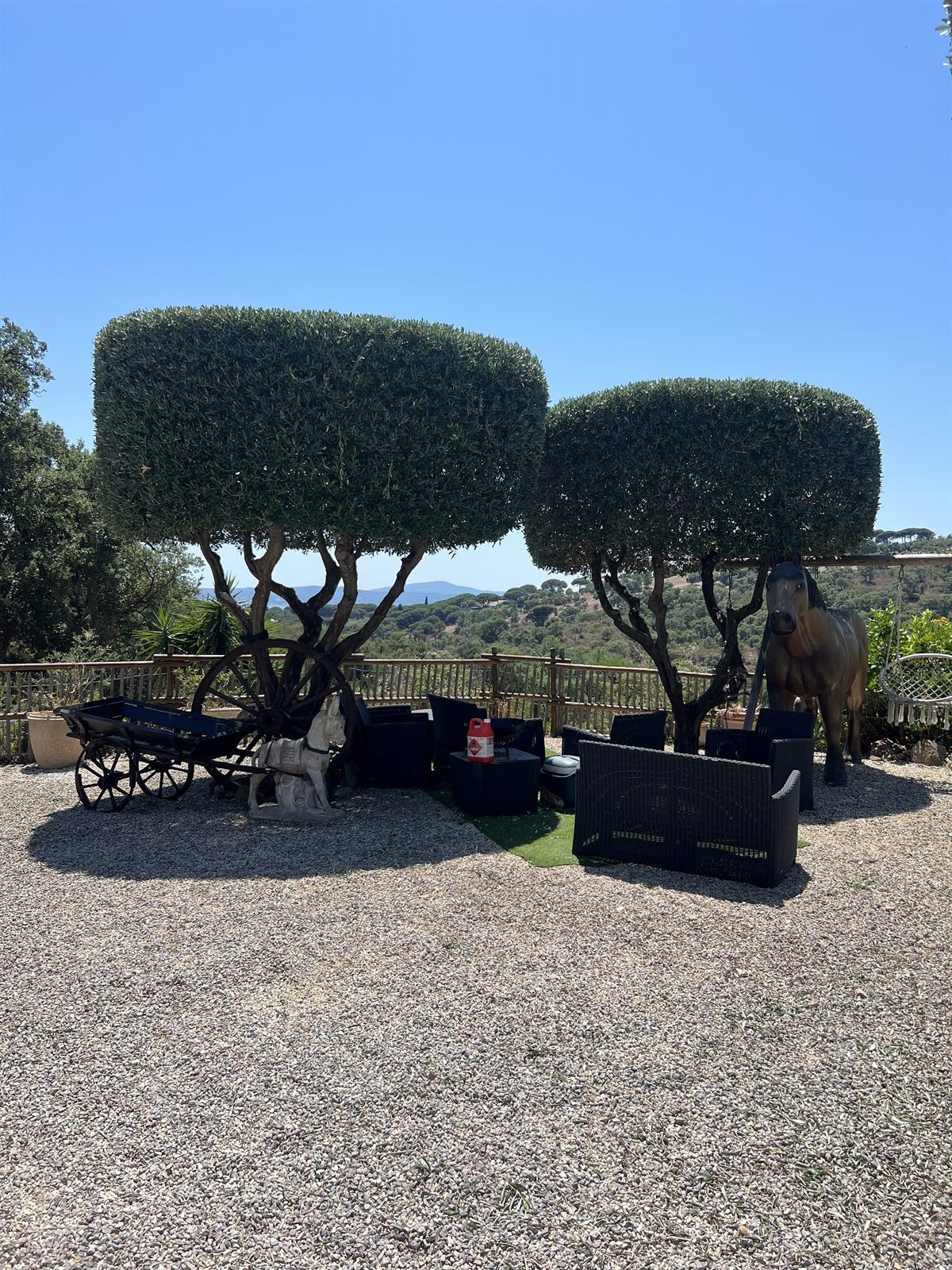 Taille en plateau d'oliviers — St Maxime